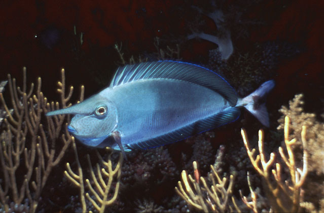 Naso annulatus